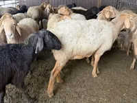 نعجة, Arashan sheep — الصورة 1