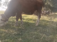 母牛, Simmental cattle — 照片 2