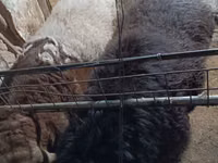 Qoʻchqor, Arashan sheep — 6-rasm