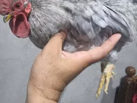 Chickens — 5-rasm