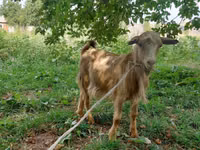 Ziegenbock, Ziegen — Foto 2
