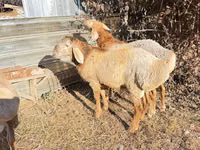 Widder, Edilbay sheep — Foto 7