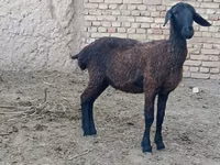 نعجة, الأغنام — الصورة 1