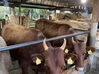 Cow, Cattle — photo 1