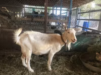 Billy Goat, Saanen goat — photo 1