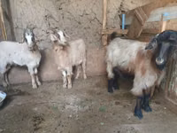 Ziege, Ziegen — Foto 1