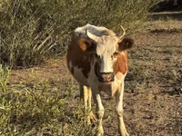 Kuh, Latvian Blue cattle — Foto 2