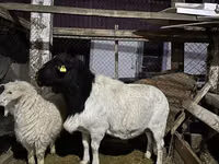 Widder, Dorper sheep — Foto 3