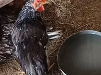 Chickens — Foto 5