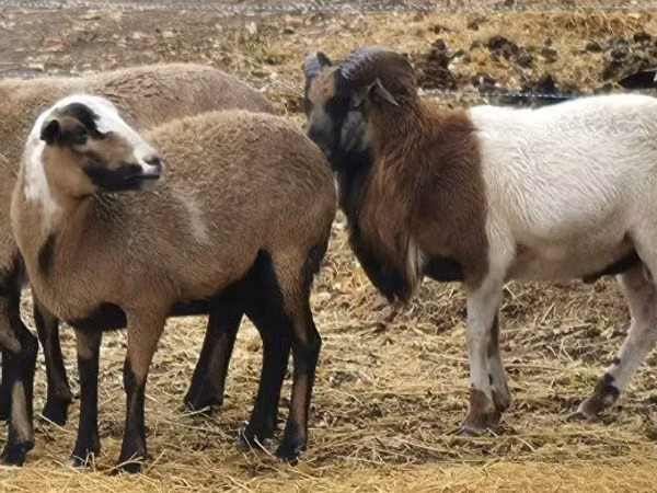 Schaf, Cameroon sheep