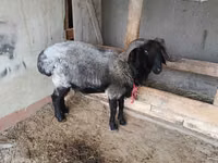 Widder, Blackheaded Persian sheep — Foto 3