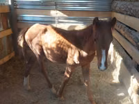 Stute, Arabian horse — Foto 3