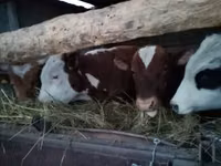 Toro, Simmental cattle — foto 1