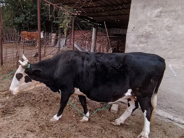 गाय, Latvian Blue cattle — कज़ाखस्तान