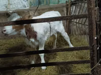 Kuh, Simmental cattle — Foto 1