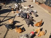 Chickens — الصورة 1