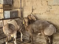 كبش, Arashan sheep — الصورة 1