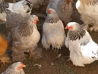 Brahma — Foto 3