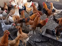 Chickens — Foto 1