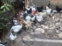 Chickens — Foto 4