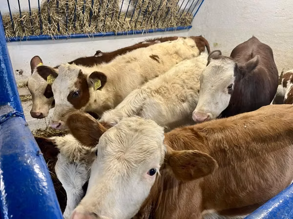 Kuh, Simmental cattle