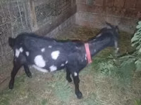 Ziege, Nubian Goat — Foto 3