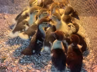 Ducks — Foto 2