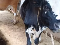 母牛, Holstein breed — 照片 1