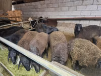 Carnero, Edilbay sheep — foto 2