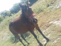 Toychoq, Horse breed — 2-rasm
