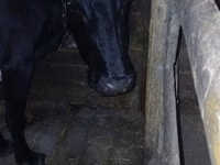 母牛, Cattle — 照片 1