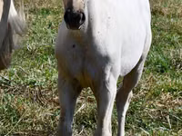 Stute, Quarter Horse — Foto 2