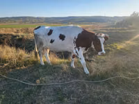Kuh, Simmental cattle — Foto 4