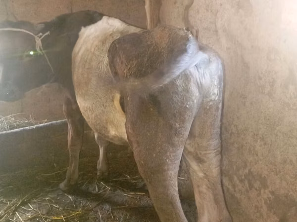 母牛, Russian Black pied cattle — 吉尔吉斯斯坦