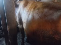 गाय, Simmental cattle — फ़ोटो 3