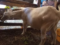 Cabra, Saanen goat — foto 3