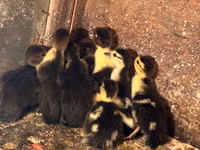 Ducks — Foto 1