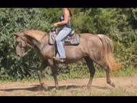 Toychoq, Kentucky mountain daddle horse — 4-rasm