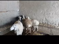 كبش, الأغنام — الصورة 4