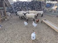 Oveja, German Blackheaded Mutton sheep — foto 2