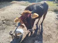 सांड, अलाताऊ नस्ल — फ़ोटो 1