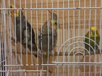 Her 3 de satilir qefesle birlikde dilde bawa duwur biri — photo 1