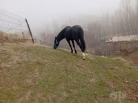 Ат, Аттар — сүрөт 3
