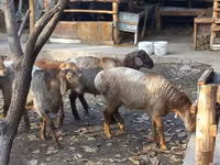 Schafe (Partie, Geschlecht nicht angegeben), Arashan sheep — Foto 2