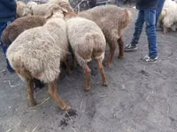 Widder, Schafe — Foto 4
