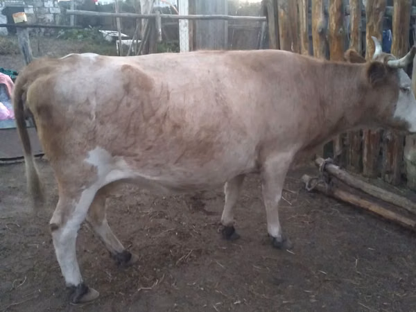 गाय, Simmental cattle — कज़ाखस्तान