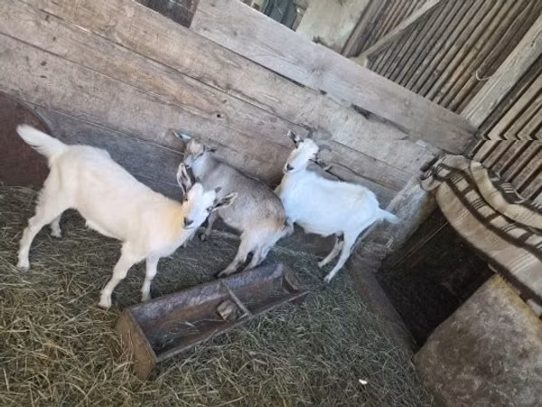 母山羊, Goats