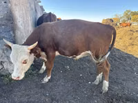 公牛, Kazakh White-headed cow — 照片 1