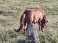 公马, Horses — 照片 2