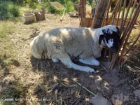 Widder, Blackheaded Persian sheep — Foto 1